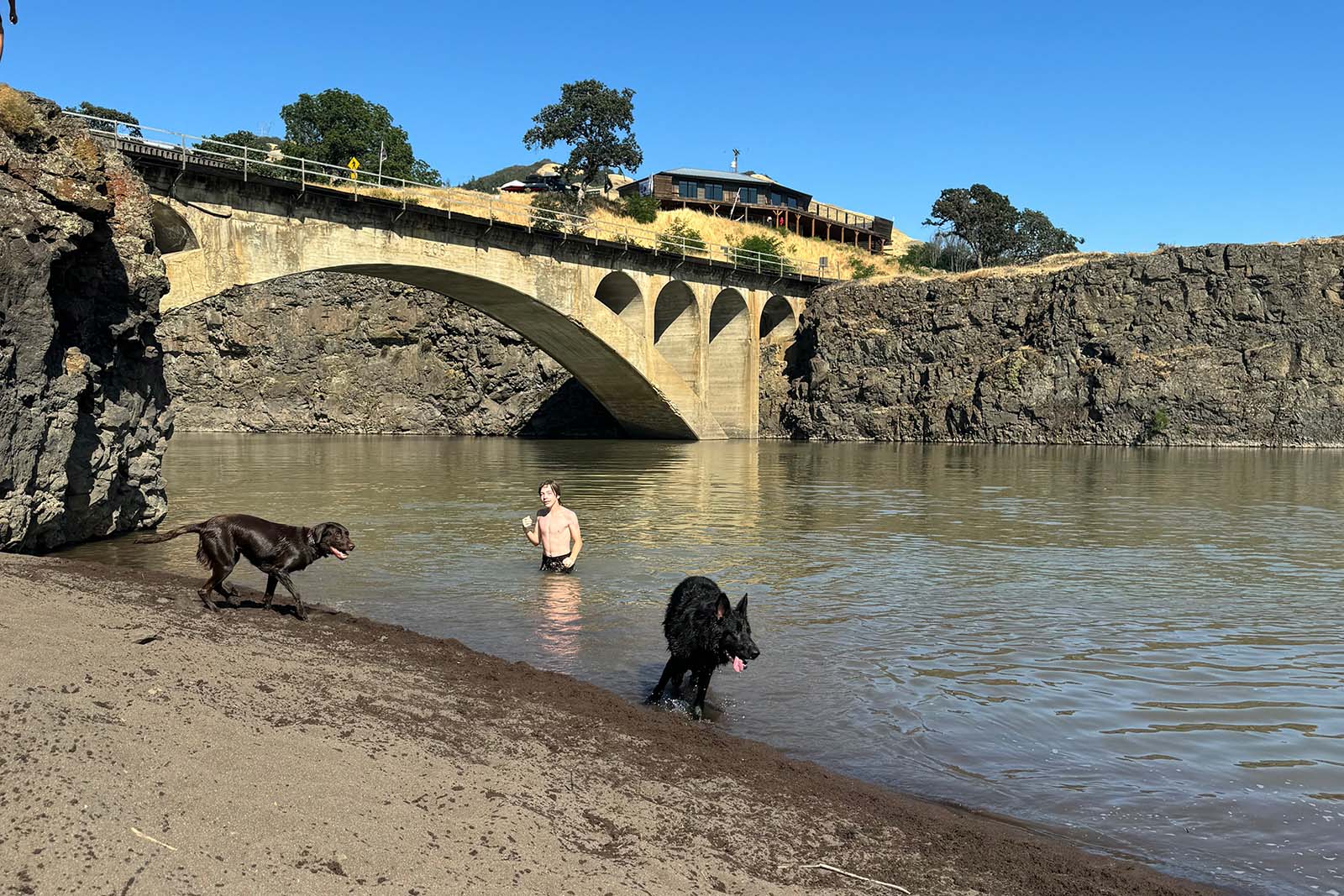 boy and dogs in the river