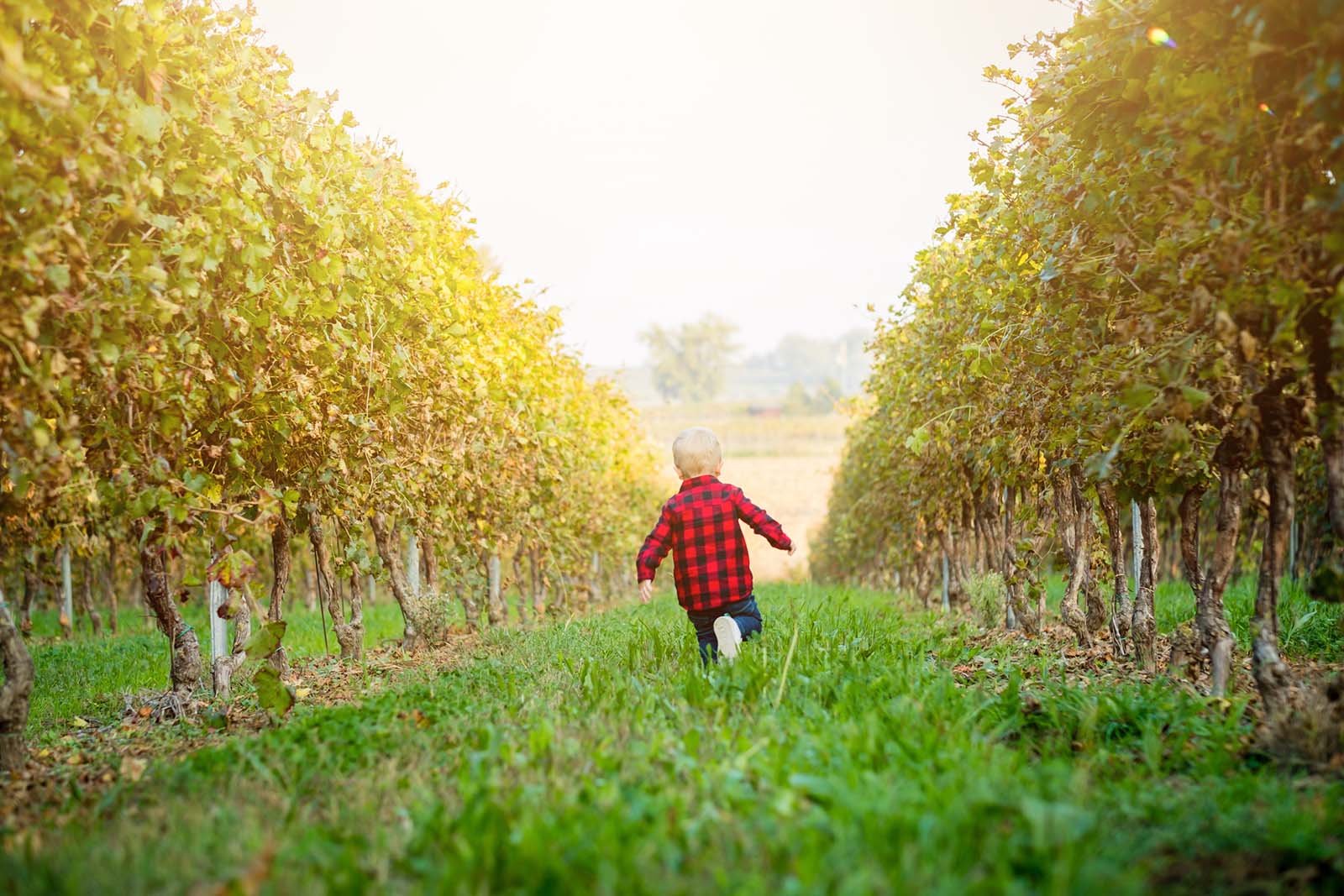 Child running though yellowing grape vines