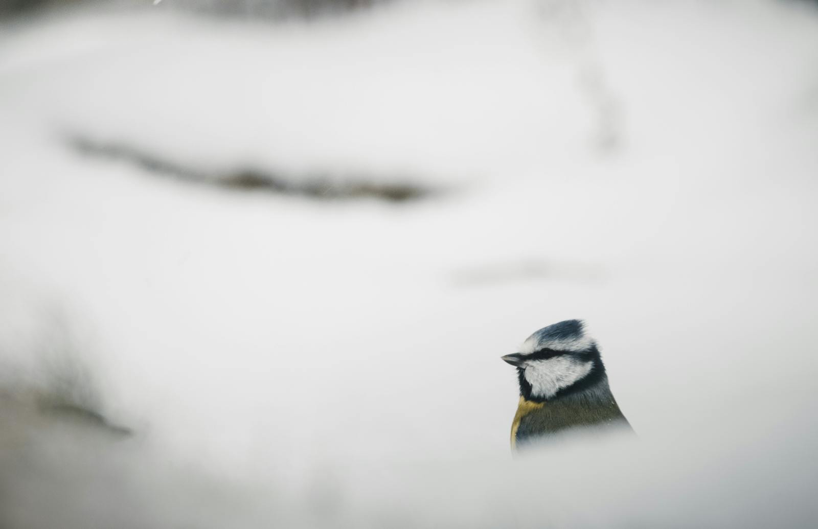 snowy bird popping head up in the snow